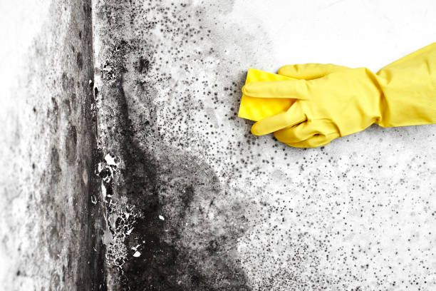 Best Local Mold Removal Service  in South Sioux City, NE