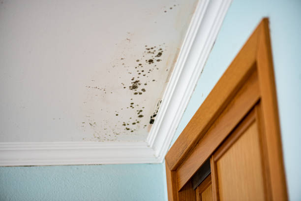 Best Best Mold Removal Companies  in South Sioux City, NE