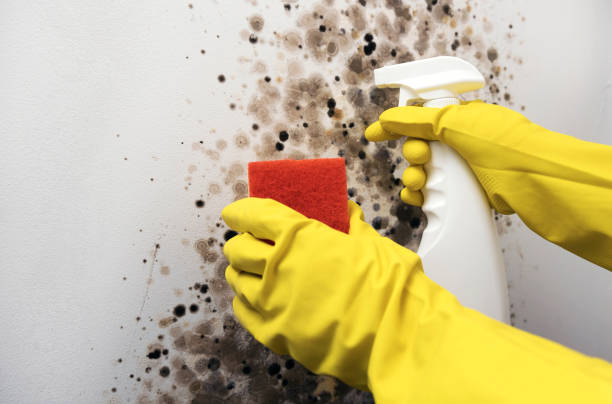 Best Black Mold Removal  in South Sioux City, NE