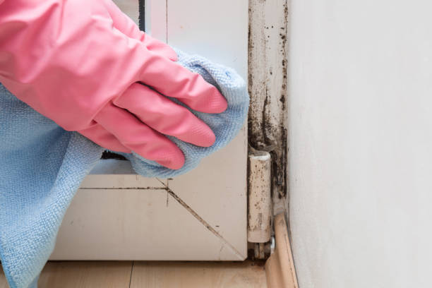 Professional Mold Removal in South Sioux City, NE