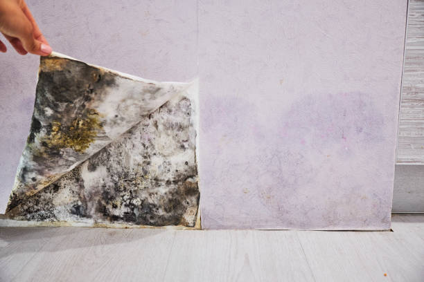 Office Mold Removal Services in South Sioux City, NE